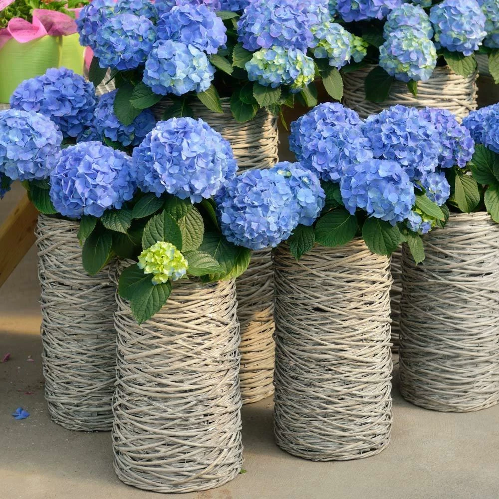 Brighter Blooms Nikko Blue Hydrangea Shrub Shrubs & Hedges 4 Brighter Blooms Nikko Blue Hydrangea Shrub Shrubs & Hedges