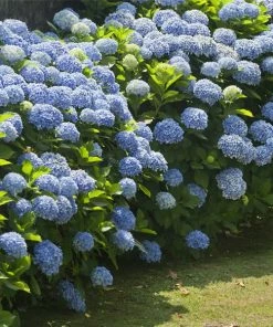 Brighter Blooms Nikko Blue Hydrangea Shrub Shrubs & Hedges