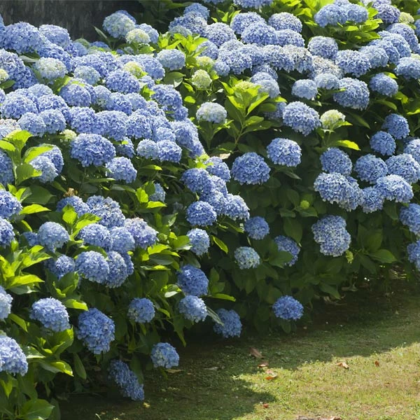 Brighter Blooms Nikko Blue Hydrangea Shrub Shrubs & Hedges 1 Brighter Blooms Nikko Blue Hydrangea Shrub Shrubs & Hedges