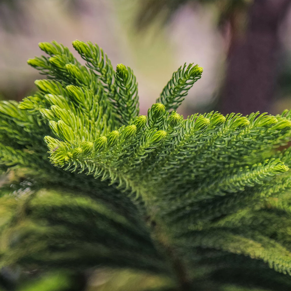 Brighter Blooms Norfolk Island Pine Tree 4 Brighter Blooms Norfolk Island Pine Tree