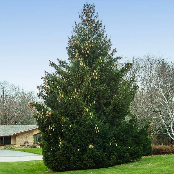 Brighter Blooms Evergreen & Privacy Norway Spruce Tree 1 Brighter Blooms Evergreen & Privacy Norway Spruce Tree