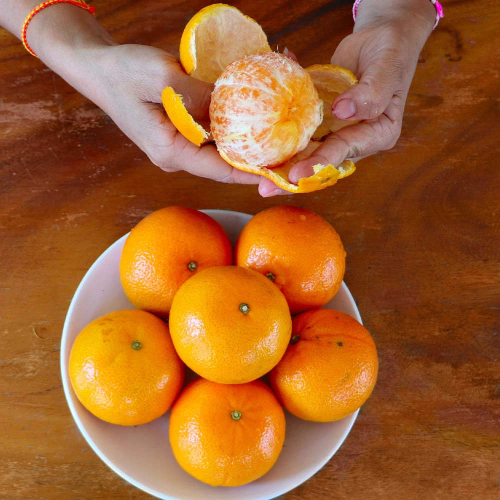 Brighter Blooms Fruit Trees Nules Clementine Tree 3 Brighter Blooms Fruit Trees Nules Clementine Tree