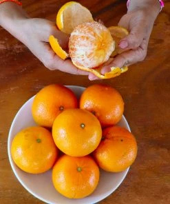 Brighter Blooms House & Patio Nules Clementine Tree