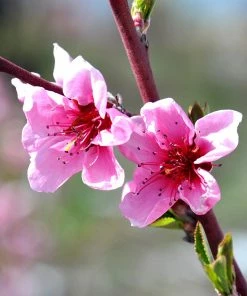 Brighter Blooms Fruit Trees O'Henry Peach Tree