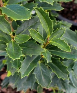 Brighter Blooms Oak Leaf™ Holly Tree Evergreen & Privacy 7 Brighter Blooms Oak Leaf™ Holly Tree Evergreen & Privacy