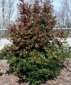Brighter Blooms Oak Leaf™ Holly Tree Evergreen & Privacy