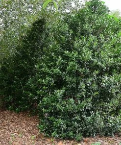 Brighter Blooms Oak Leaf™ Holly Tree Evergreen & Privacy 6 Brighter Blooms Oak Leaf™ Holly Tree Evergreen & Privacy