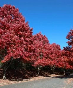 BrighterBlooms.com Shade Trees October Glory Maple Tree