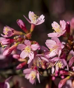 Brighter Blooms Flowering Trees Okame Cherry Tree