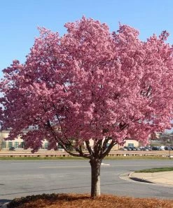Brighter Blooms Flowering Trees Okame Cherry Tree