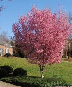 Brighter Blooms Flowering Trees Okame Cherry Tree