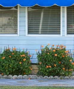 Brighter Blooms Orange Marmalade Crossandra SHOP ALL