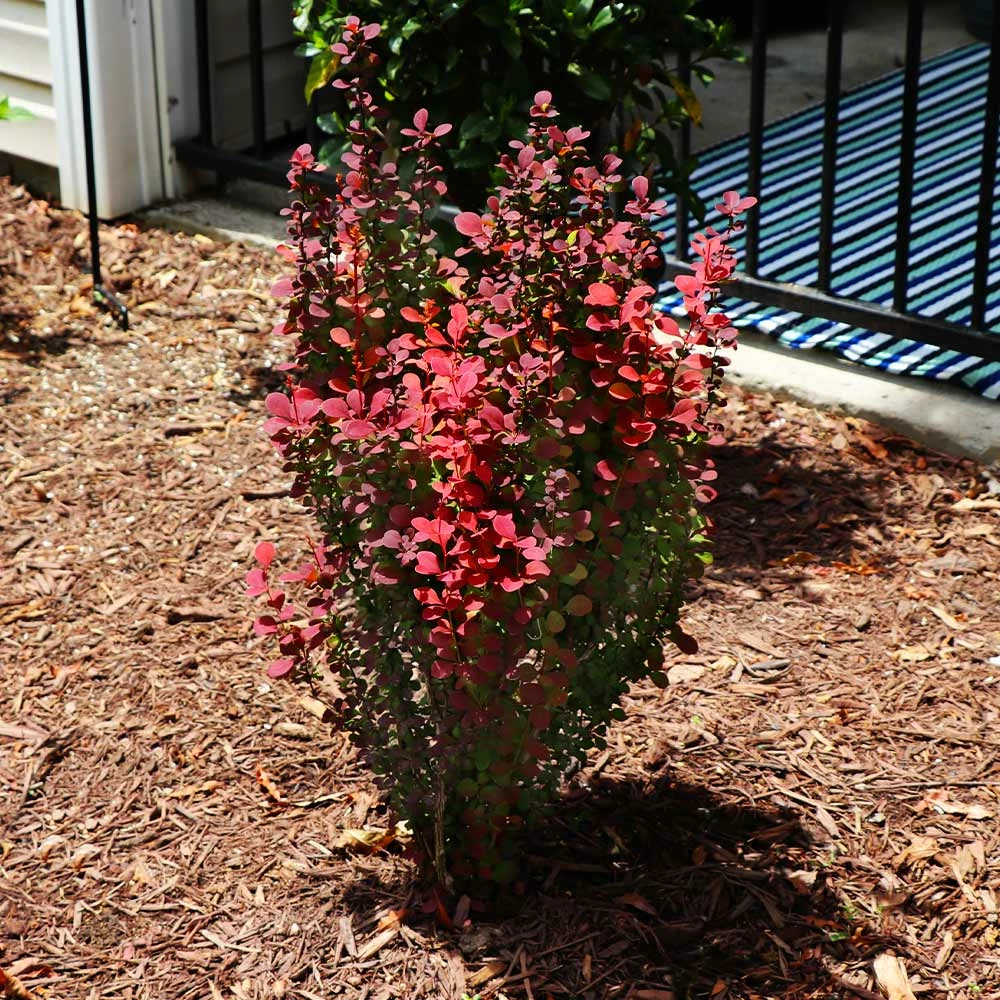 Brighter Blooms Shrubs & Hedges Orange Rocket Barberry Shrub 4 Brighter Blooms Shrubs & Hedges Orange Rocket Barberry Shrub