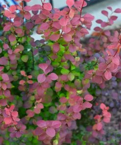 Brighter Blooms Shrubs & Hedges Orange Rocket Barberry Shrub 10 Brighter Blooms Shrubs & Hedges Orange Rocket Barberry Shrub