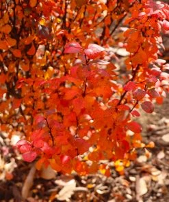 Brighter Blooms Shrubs & Hedges Orange Rocket Barberry Shrub 11 Brighter Blooms Shrubs & Hedges Orange Rocket Barberry Shrub