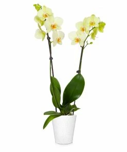Brighter Blooms SHOP ALL Orchid Plant In White Pot