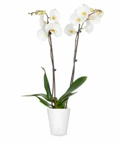 Brighter Blooms SHOP ALL Orchid Plant In White Pot