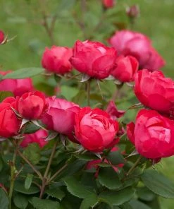 Brighter Blooms Roses Oso Easy'® Double Red Rose