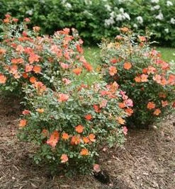 Brighter Blooms Oso Easy'® Hot Paprika Rose Roses
