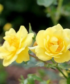 Brighter Blooms Oso Easy'® Lemon Zest Rose