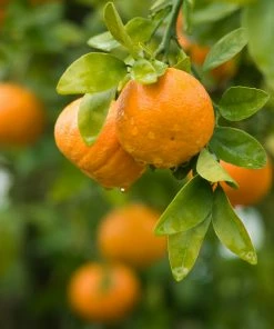 Brighter Blooms Owari Satsuma Tree Citrus Trees 7 Brighter Blooms Owari Satsuma Tree Citrus Trees