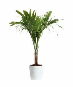 Brighter Blooms Palm Trees Christmas Palm Tree