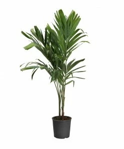 Brighter Blooms Palm Trees Christmas Palm Tree