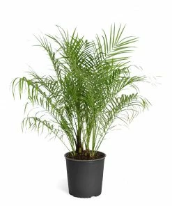 Brighter Blooms Pygmy Date Palm Tree 18 Brighter Blooms Pygmy Date Palm Tree