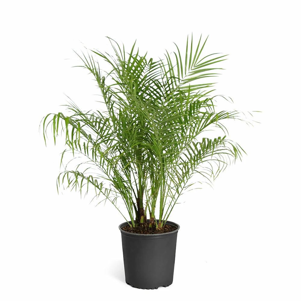 Brighter Blooms Pygmy Date Palm Tree 8 Brighter Blooms Pygmy Date Palm Tree