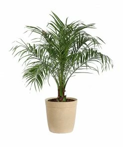 Brighter Blooms Pygmy Date Palm Tree 21 Brighter Blooms Pygmy Date Palm Tree