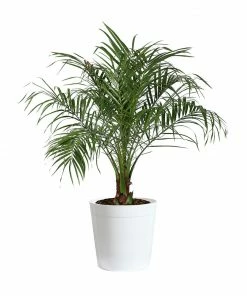 Brighter Blooms Pygmy Date Palm Tree 20 Brighter Blooms Pygmy Date Palm Tree