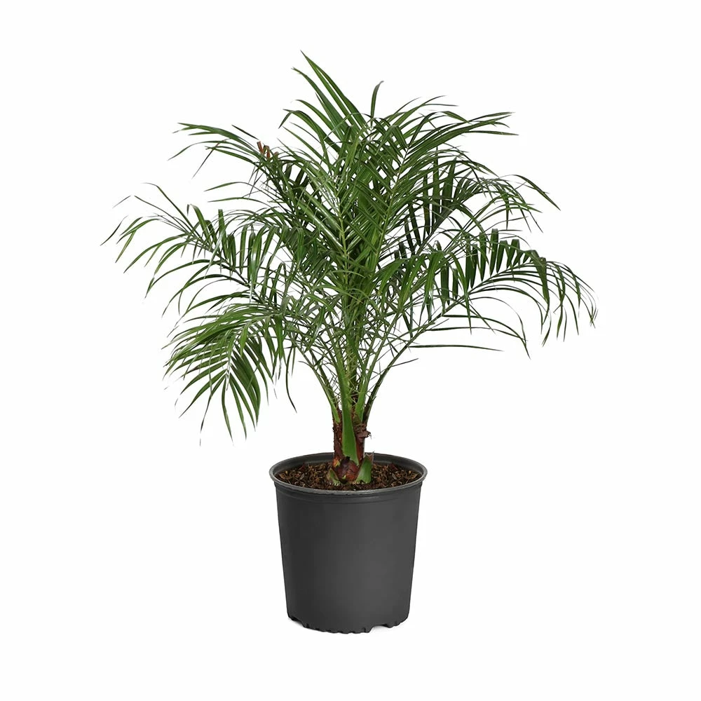 Brighter Blooms Pygmy Date Palm Tree 9 Brighter Blooms Pygmy Date Palm Tree