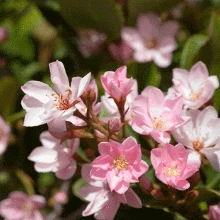 Brighter Blooms Pinkie Indian Hawthorn Shrub