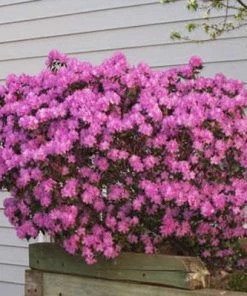 Brighter Blooms PJM Rhododendron Shrub