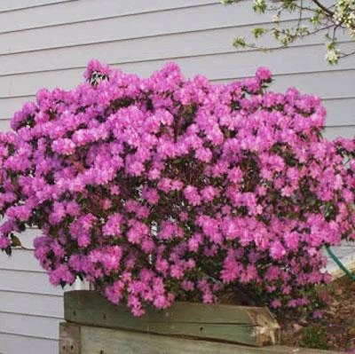 Brighter Blooms PJM Rhododendron Shrub 2 Brighter Blooms PJM Rhododendron Shrub