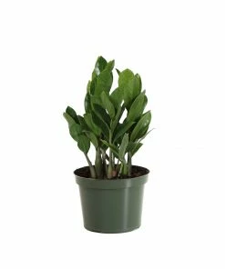 Brighter Blooms ZZ Plant