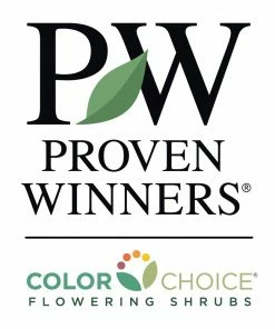 Brighter Blooms Let's Dance® Blue Jangles Hydrangea Shrub Shrubs & Hedges