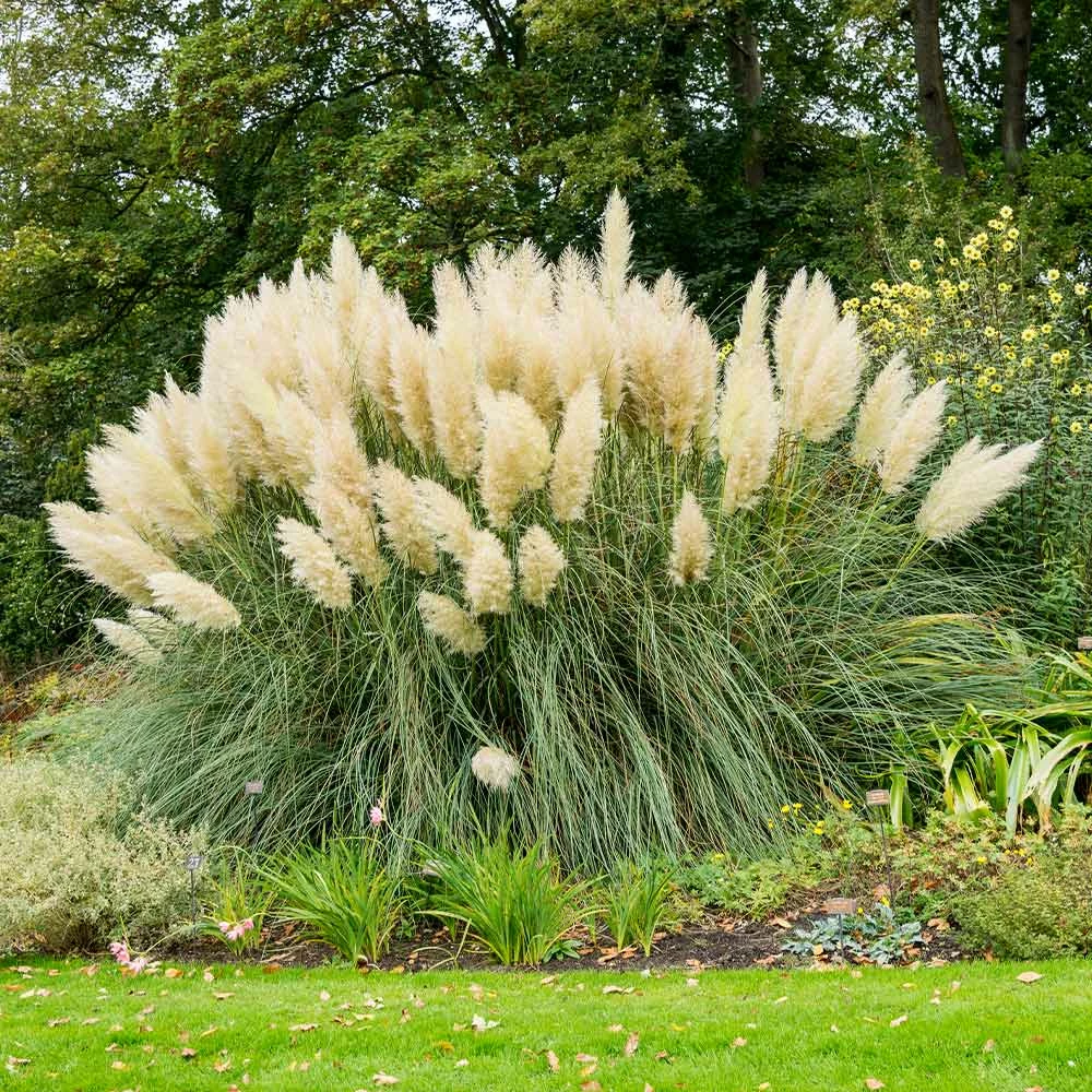 Brighter Blooms Pampas Grass 2 Brighter Blooms Pampas Grass