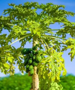 Brighter Blooms Papaya Tree Fruit Trees