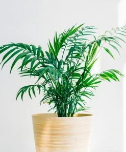 Brighter Blooms Parlor Palm Tree Palm Trees