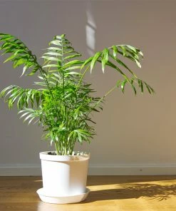 Brighter Blooms Parlor Palm Tree Palm Trees