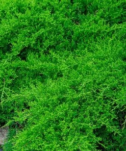 Brighter Blooms Parson’s Juniper Juniper Trees 5 Brighter Blooms Parson’s Juniper Juniper Trees