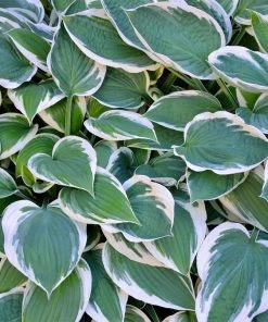 Brighter Blooms Patriot Hosta