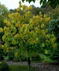 Brighter Blooms Paw Paw Tree SHOP ALL