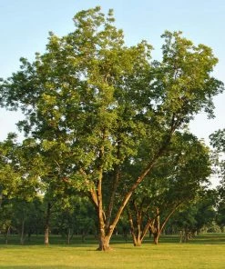 Brighter Blooms Fruit Trees Pawnee Pecan Tree 6 Brighter Blooms Fruit Trees Pawnee Pecan Tree