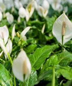 Brighter Blooms SHOP ALL Peace Lily