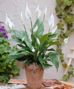 Brighter Blooms SHOP ALL Peace Lily