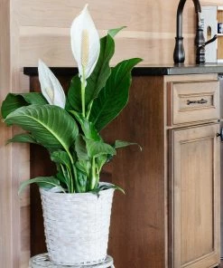 Brighter Blooms SHOP ALL Peace Lily