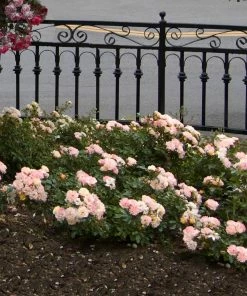 Brighter Blooms Peach Drift® Rose