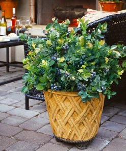 Brighter Blooms Fruit Trees Bushel And Berry® Blueberry Peach Sorbet Plant